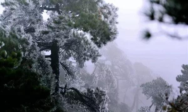 离离原上草，一岁一枯荣，离离是什么意思，有多少人被问蒙圈了？
